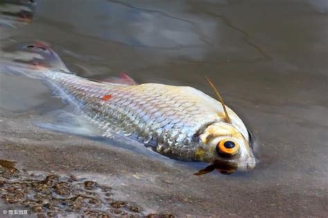 魚缸魚死掉|避免魚隻死亡 新手養魚須知 – 寵物百科